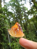an orange butterfly on the tip of an outstretched finger, with papua new guinea's jungle in the background